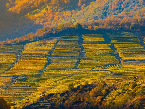 Experience the Best Vineyards and Wineries in Austria